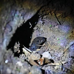 Salamander ID, Monteverde, Costa Rica