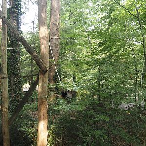 South American monkey walk-through area - View from the monkey tree-top path, 2024-08-18