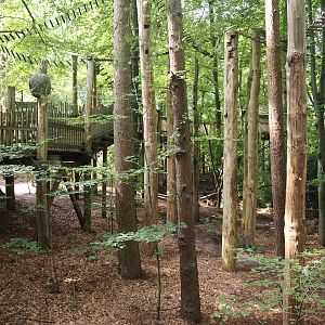 South American monkey walk-through area - forest area between parts of the monkey tree-top path, 2024-08-18