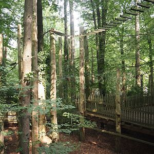 South American monkey walk-through area - forest area between parts of the monkey tree-top path, 2024-08-18