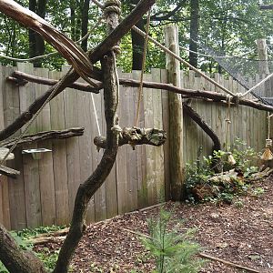 South American monkey walk-through area - Monkey area next to the monkey tree-top path, 2024-08-18