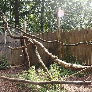 South American monkey walk-through area - Monkey area next to the monkey tree-top path, 2024-08-18
