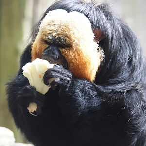 White-faced saki (Pithecia pithecia), 2024-08-18