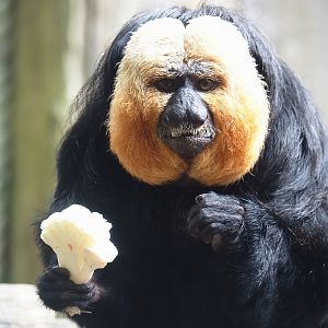 White-faced saki (Pithecia pithecia), 2024-08-18