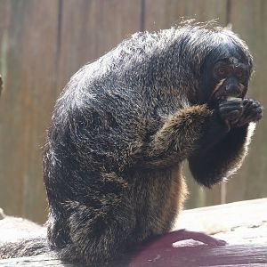 White-faced saki (Pithecia pithecia), 2024-08-18