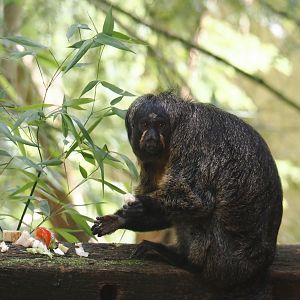 White-faced saki (Pithecia pithecia), 2024-08-18