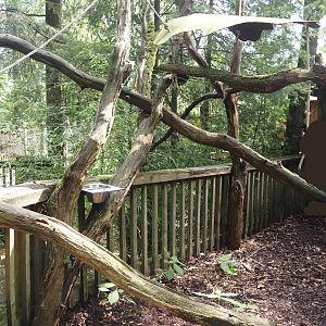 South American monkey walk-through area - Monkey area next to the monkey tree-top path and the nocturnal house, 2024-08-18