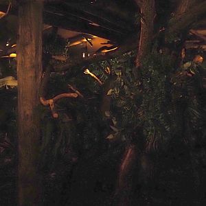 Nocturnal exhibit with Grey-handed night monkey and Linnaeus's two-toed sloth on the monkey tree-top path, 2024-08-18