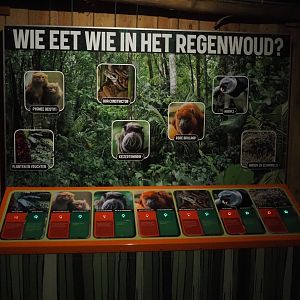 Educational display about the food web in the South American tropical rainforest, 2024-08-18