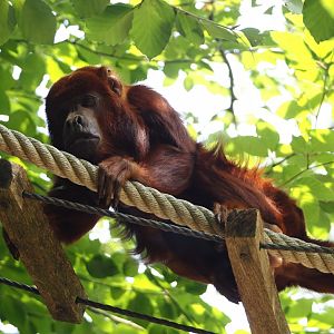 Venezuelan red howler (Alouatta seniculus seniculus), 2024-08-18