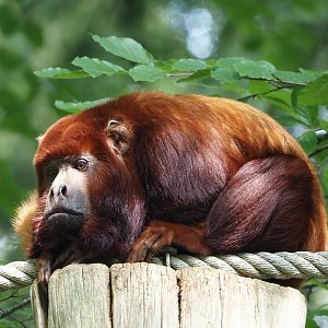 Venezuelan red howler (Alouatta seniculus seniculus), 2024-08-18