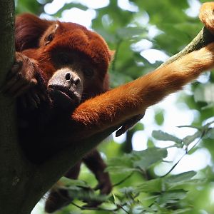 Venezuelan red howler (Alouatta seniculus seniculus), 2024-08-18