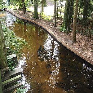 Russian sturgeon, Siberian sturgeon and White sturgeon pond next to the monkey tree-top path, 2024-08-18