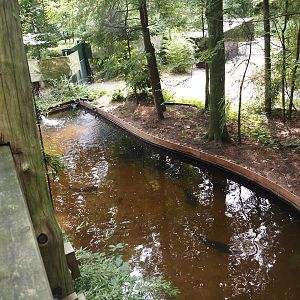 Russian sturgeon, Siberian sturgeon and White sturgeon pond next to the monkey tree-top path, 2024-08-18