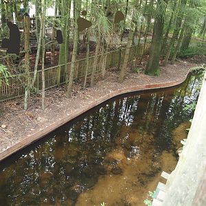 Russian sturgeon, Siberian sturgeon and White sturgeon pond next to the monkey tree-top path, 2024-08-18