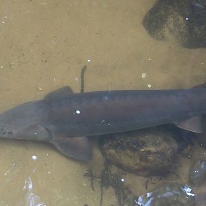 Siberian sturgeon (Acipenser baerii), 2024-08-18