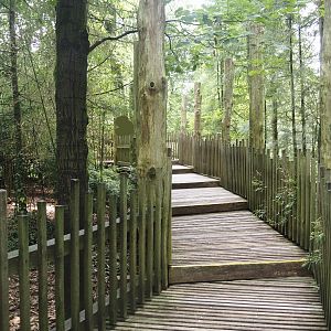 South American monkey walk-through area - Descending part of the monkey tree-top path, 2024-08-18