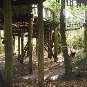 South American monkey walk-through area - View underneath the monkey tree-top path, 2024-08-18