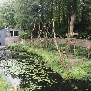 Yellow-breasted capuchin exhibit, 2024-08-18