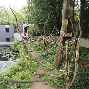 Yellow-breasted capuchin exhibit, 2024-08-18
