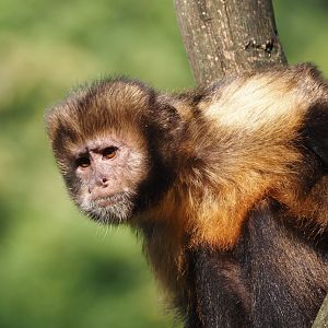 Yellow-breasted capuchin (Sapajus xanthosternos), 2024-08-18
