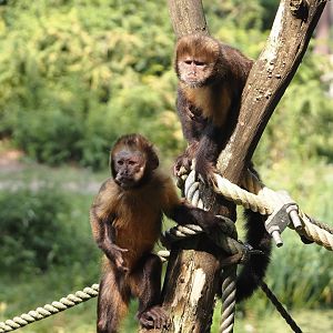 Yellow-breasted capuchins (Sapajus xanthosternos), 2024-08-18