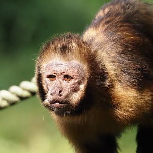 Yellow-breasted capuchin (Sapajus xanthosternos), 2024-08-18