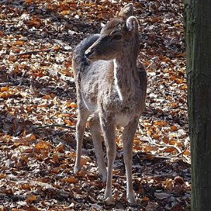 Fallow deer (Dama dama)