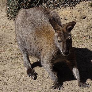 Red-necked wallaby (Notamacropus rufogriseus)