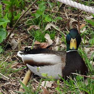 05/02/2025 - Mallard (Anas platyrhynchos)