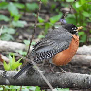 05/02/2025 - American Robin (Turdus migratorius)