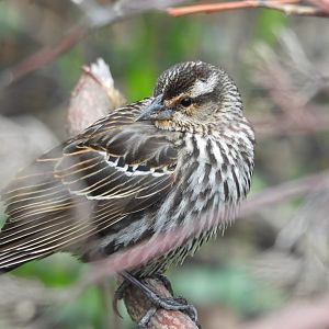 05/02/2025 - Red-Winged Blackbird (Agelaius phoeniceus)
