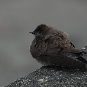 05/02/2025 - Northern Rough-Winged Swallow (Stelgidopteryx serripennis)