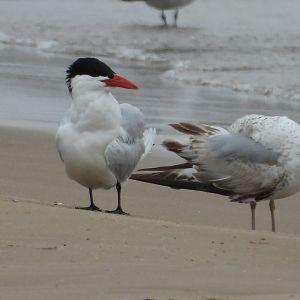 05/02/2025 - Caspian Tern (Hydroprogne caspia)
