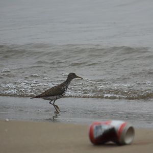 05/02/2025 - Spotted Sandpiper (Actitis macularius)
