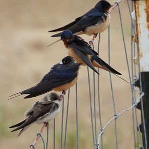 05/02/2025 - Barn Swallows (Hirundo rustica) + Northern Rough-Winged Swallow (Stelgidopteryx serripennis)