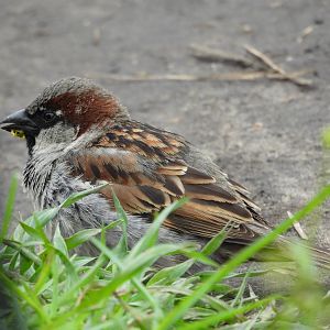 05/02/2025 - House Sparrow (Passer domesticus)