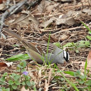 05/02/2025 - White-Crowned Sparrow (Zonotrichia leucophrys)