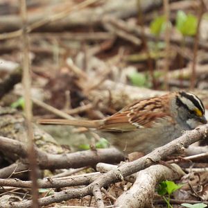 05/02/2025 - White-Throated Sparrow (Zonotrichia albicollis)