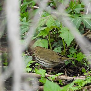 05/02/2025 - Ovenbird (Seiurus aurocapilla)