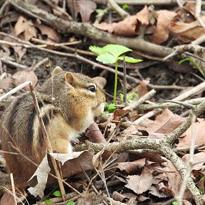 05/02/2025 - Eastern Chipmunk (Tamias striatus)