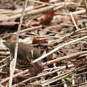 05/02/2025 - Northern Waterthrush (Parkesia noveboracensis)