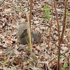 05/02/2025 - Eastern Gray Squirrel (Sciurus carolinensis)