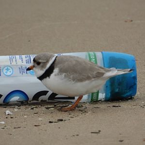 05/02/2025 - Piping Plover (Charadrius melodus)