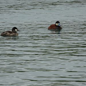 05/02/2025 - Ruddy Duck (Oxyura jamaicensis)