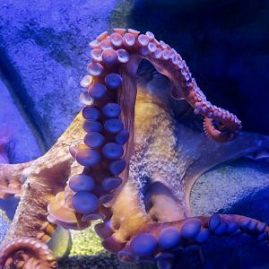 Giant Pacific Octopus (Enteroctopus dofleini)