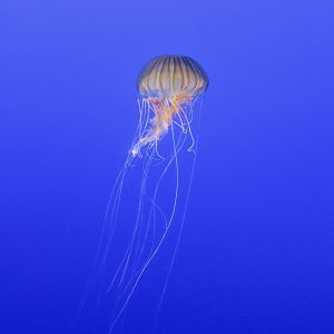 Japanese Sea Nettle (Chrysaora pacifica)