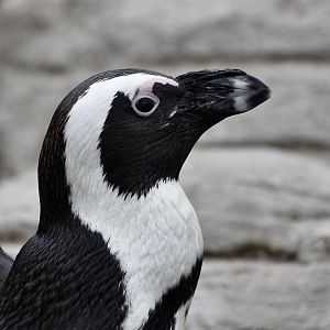 African Penguin (Spheniscus demersus)