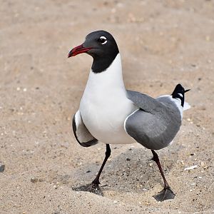 Laughing Gull (Leucophaeus atricilla megalopterus) - wild