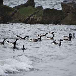Brant (Branta bernicla hrota) - wild
